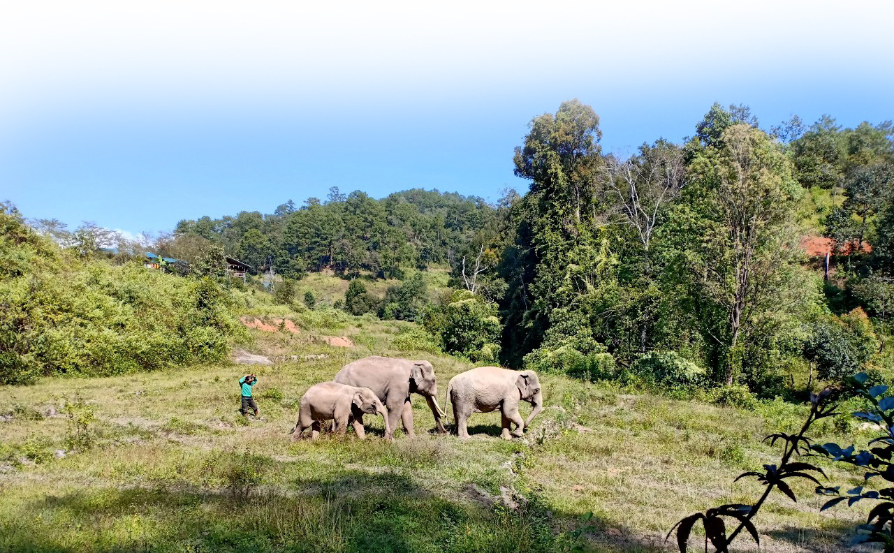 about-blue-elephant-thailand