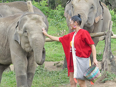 chiang mai elephant tours gallery