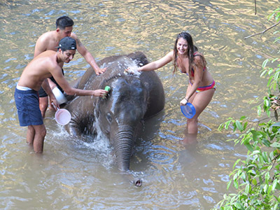 chiang mai elephant tours gallery