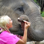 Half Day Morning Elephant Sanctuary Tour at Blue Tao Elephant Village, Jungle Waterfall Hiking