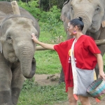 Elefante interacciÃ³n en Pueblo del Blue Tao por medio dÃ­a.