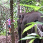 Elefante interacciÃ³n en Pueblo del Blue Tao por medio dÃ­a.