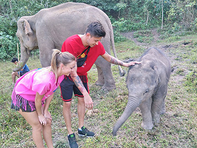 chiang mai elephant tours gallery