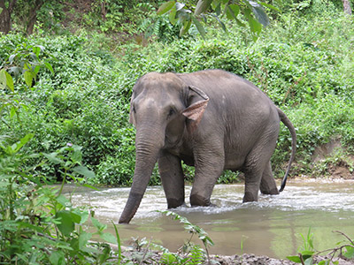 chiang mai elephant tours gallery