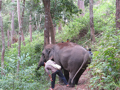 chiang mai elephant tours gallery