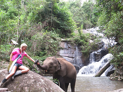 chiang mai elephant tours gallery