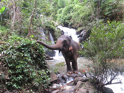 chiang mai elephant tours gallery