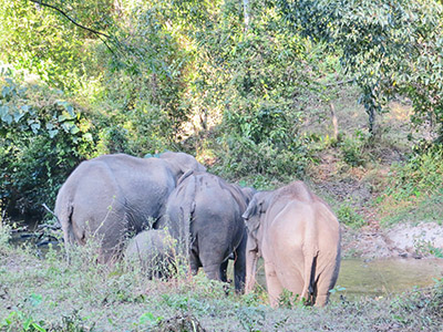 chiang mai elephant tours gallery