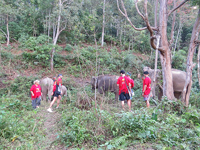 chiang mai elephant tours gallery