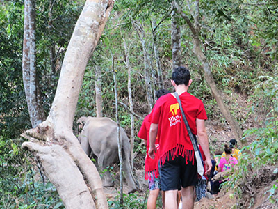 chiang mai elephant tours gallery