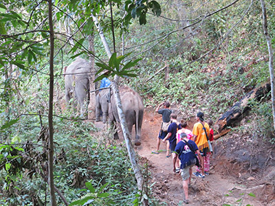 chiang mai elephant tours gallery