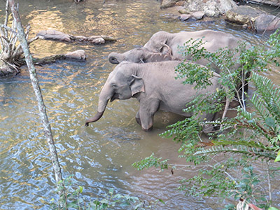 chiang mai elephant tours gallery