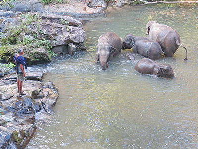 chiang mai elephant tours gallery