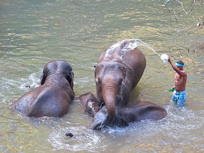 chiang mai elephant tours gallery