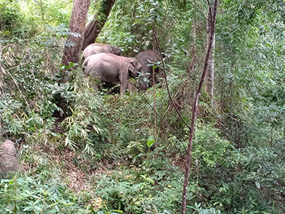 chiang mai elephant tours gallery