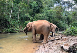 chiang mai elephant tours gallery