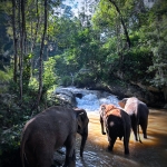 Half Day Afternoon Ethical and Hands-Off Elephant Sanctuary Tour, Go Waterfall Trail in Blue Tao