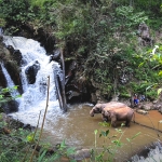Full Day Ethical Elephant Hands off, Two Waterfalls Walk with Elephants at Blue Tao