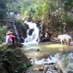 Full Day Ethical Elephant Hands off, 2 Waterfalls Walk with Elephants at Blue Tao