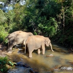 Full Day ATV Chiang Mai + Elephant Waterfall Walk + Bamboo Rafting + Lunch in Treehouse 