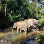 Half Day Afternoon Ethical and Hands-Off Elephant Sanctuary Tour, Go Waterfall Trail in Blue Tao