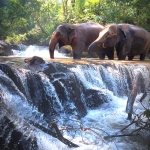 Half Day Morning Ethical Elephant Hands off, Waterfall Walk with Elephants at Blue Tao