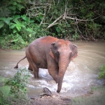 Half Day Afternoon Ethical and Hands-Off Elephant Sanctuary Tour, Go Waterfall Trail in Blue Tao