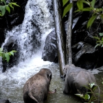 Half Day Morning Ethical Elephant Hands off, Large Waterfall Walk with Elephants at Blue Tao