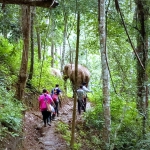 Half Day Afternoon Ethical and Hands-Off Elephant Sanctuary Tour, Go Waterfall Trail in Blue Tao