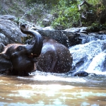Half Day Afternoon Ethical Elephant Hands off,  Small Waterfall Walk with Elephants at Blue Tao