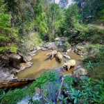 All Day Elephant Forest Expedition, Go Large Waterfall Walk With Elephants in Blue Tao 