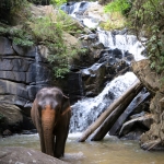 Full Day Elephant Care Large Waterfall Walk in Blue Tao, Lunch In Treehouse Above Waterfall