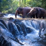 Full Day Sticky Waterfall and Ethical Elephant Sanctuary Tour, 2 Waterfalls Walk with Elephants