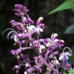 Half Day Morning Ethical and Hands-Off Elephant Sanctuary Tour, Go Waterfall Trail in Blue Tao