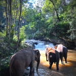 Half Day Morning Ethical and Hands-Off Elephant Sanctuary Tour, Go Waterfall Trail in Blue Tao