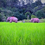 Half Day Morning Ethical and Hands-Off Elephant Sanctuary Tour, Go Waterfall Trail in Blue Tao