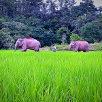 Half Day Morning Elephant Sanctuary Tour at Blue Tao Elephant Village, Jungle Waterfall Hiking