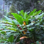 Half Day Afternoon Ethical and Hands-Off Elephant Sanctuary Tour, Go Waterfall Trail in Blue Tao