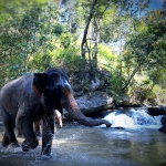 Full Day Sticky Waterfall and Elephant Tour Waterfall Walk + Rafting + Lunch in Treehouse 
