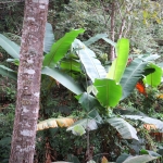 Full Day Doi Inthanon +Kew Mae Pan Nature Trail +Elephant Waterfall Walk +Lunch Treehouse