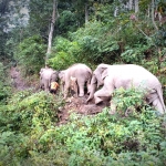 Half Day Afternoon Ethical and Hands-Off Elephant Sanctuary Tour, Go Waterfall Trail in Blue Tao