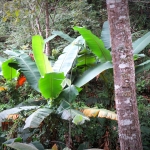 Full Day Doi Inthanon and Elephant Sanctuary Tour, Mae Ya Waterfall, Lunch in Treehouse 
