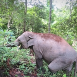 Half Day Morning Ethical and Hands-Off Elephant Sanctuary Tour, Go Waterfall Trail in Blue Tao