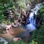 All Day Elephant Forest Expedition, Go Large Waterfall Walk With Elephants in Blue Tao 