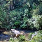 Visit Blue Elephant Thailand Tours Office in The Chiang Mai City