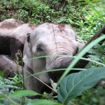 All Day Elephant Forest Expedition, Go Large Waterfall Walk With Elephants in Blue Tao 