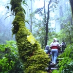 Doi Inthanon Half Day Tour with Romantic Lunch or Dinner in Treehouse Good View