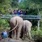 Half Day Afternoon Ethical and Hands-Off Elephant Sanctuary Tour, Go Waterfall Trail in Blue Tao
