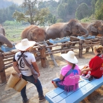 Half Day Morning Ethical and Hands-Off Elephant Sanctuary Tour, Go Waterfall Trail in Blue Tao