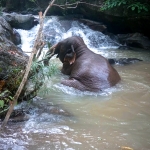 Full Day ATV Chiang Mai + Elephant Waterfall Walk + Bamboo Rafting + Lunch in Treehouse 